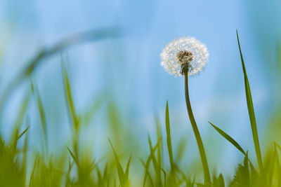 Close-up of dandelion blooming on field