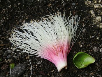 Close-up of pink flower in bloom