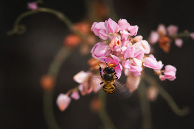 Close-up of bee pollinating on pink flower