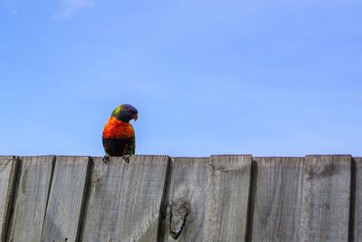 Close up view of colorful parakeet bird and pale bright sky