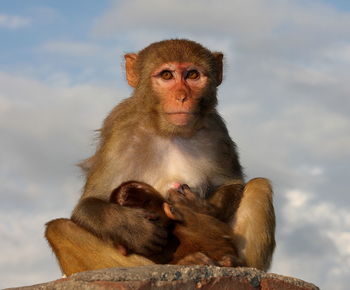 Close-up of monkeys