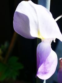 Close-up of flowers blooming outdoors