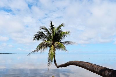 Palm tree by sea against sky