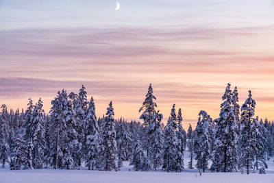 Snow covered trees on field against sky during sunset