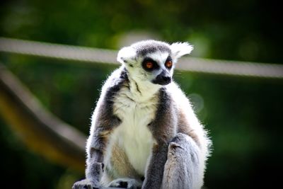 Close-up of meerkat looking away