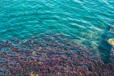 High angle view of sea shore