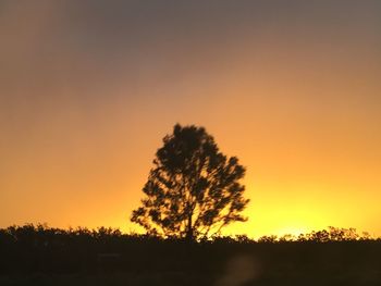 Silhouette trees against sky during sunset