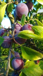 Close-up of fruits growing on tree