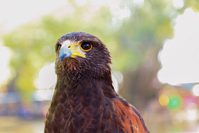 Close up head of harris hawk in nature blurred background