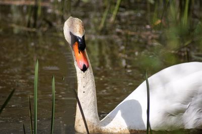Swan swimming in lake