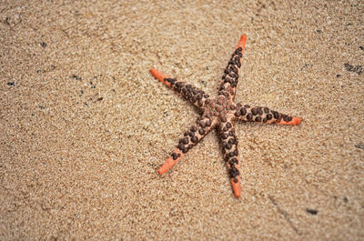 Close-up of crab on sand