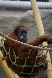 Orangutan in a zoo