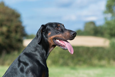 View of dog sticking out tongue