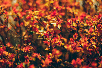 Close-up of pink flowers