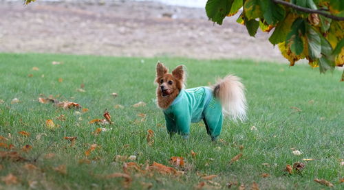 Russian long hair toy terrier autumn walk outdoor