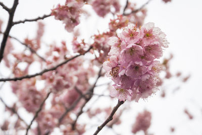 Low angle view of cherry blossom