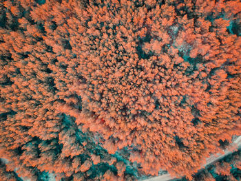 Full frame shot of orange flowering plants during winter