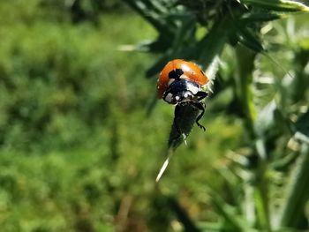 Close-up of ladybug on plant