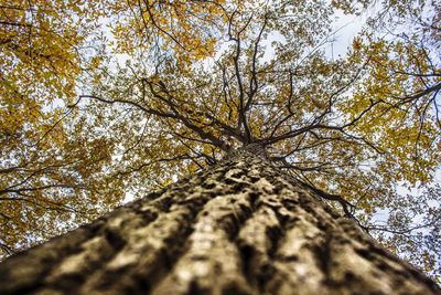 Low angle view of tree against sky