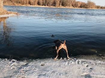 Dog running in a lake