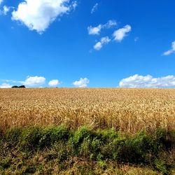 Crops on field against sky