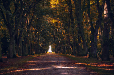 Road passing through forest