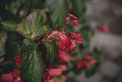 Close-up of red flowering plant