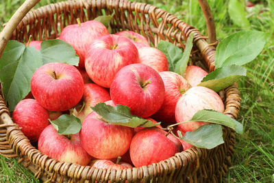 Close-up of apples in basket