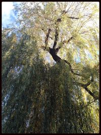 Low angle view of trees against sky