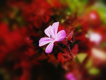 Close-up of pink flowers