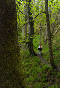Trees in forest