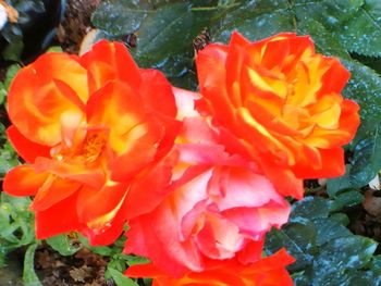 Close-up of flowers blooming outdoors