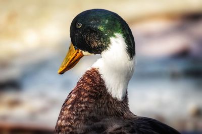 Close-up of a bird