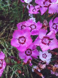 Close-up of purple flowers