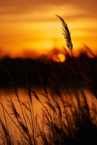 Close-up of stalks against sky during sunset