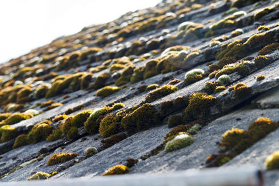 Close-up of lichen on moss