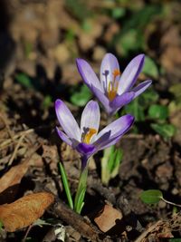 Close-up of purple crocus flower growing on field