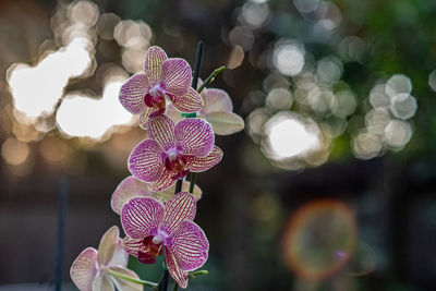 Close-up of purple orchids