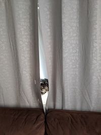 Close-up of dog behind curtain at home