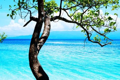 Tree trunk by sea against sky