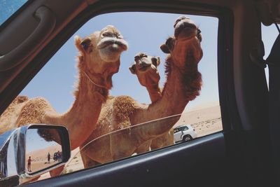 Camels at beach seen through car window against sky