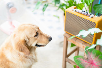 Smart brown golden retriever sitting to listening the music from vintage speaker at home