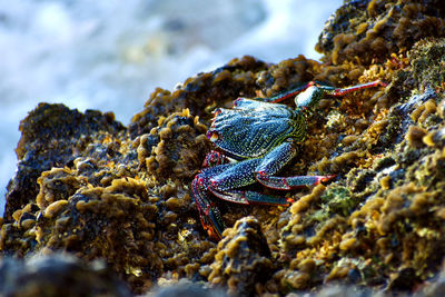 Close-up of crab on beach