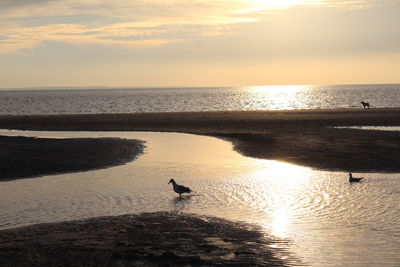 Scenic view of sea during sunset