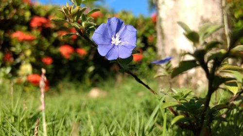 Close-up of flower blooming in field