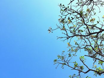 Low angle view of bird on tree against blue sky