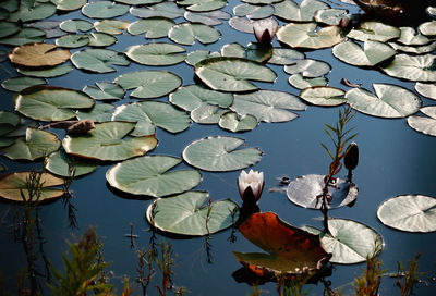 Water lily in lake