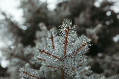 Wet and snowy blue spruce needles on orange branches in winter