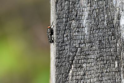 Close-up of fly on wooden pale