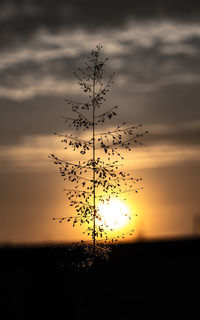 Silhouette of plant against sky during sunset